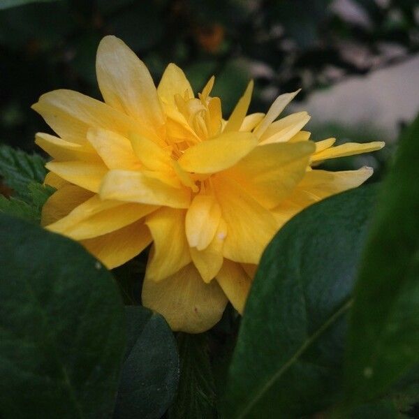 Kerria japonica ফুল