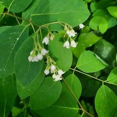 Apocynum androsaemifolium Flower