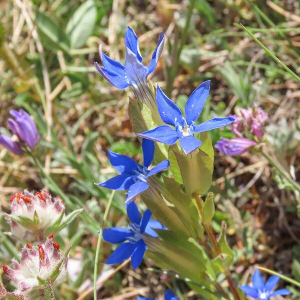 Gentiana utriculosa Flor