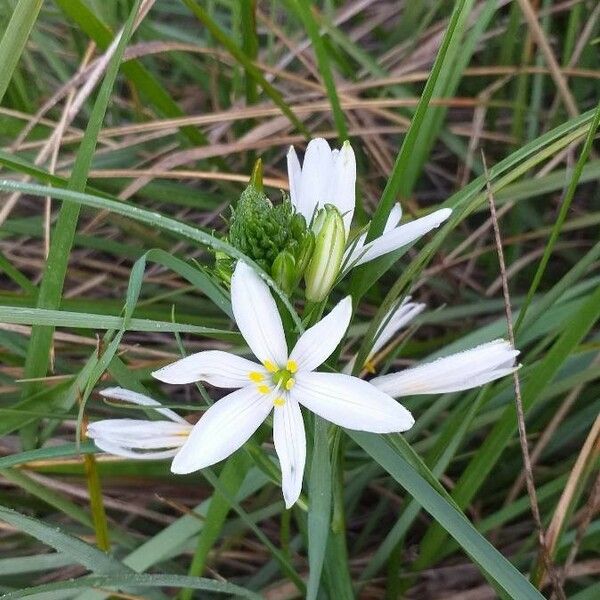 Anthericum liliago Квітка