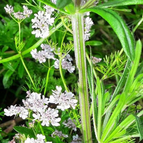 Coriandrum sativum Coajă