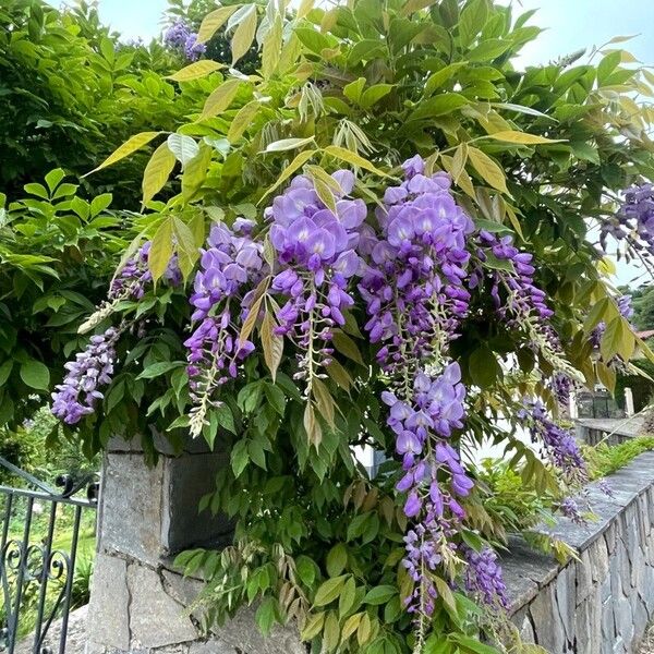 Wisteria sinensis Žiedas