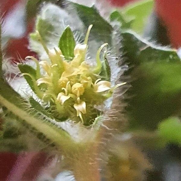 Acanthospermum hispidum Çiçek