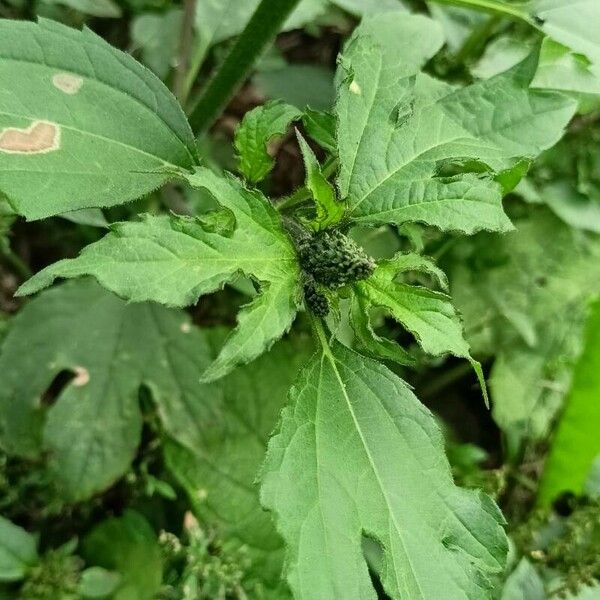 Ambrosia trifida Blatt