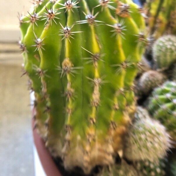 Echinopsis oxygona Лист