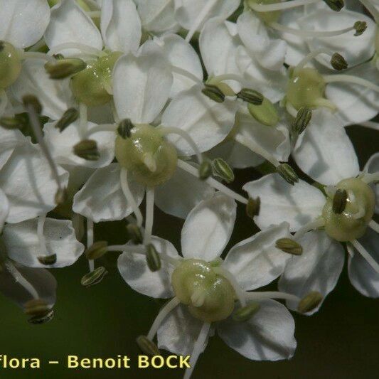 Pleurospermum austriacum Flor