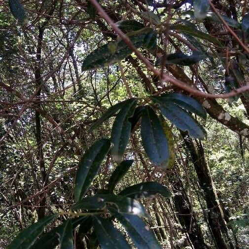 Nectandra angustifolia 葉