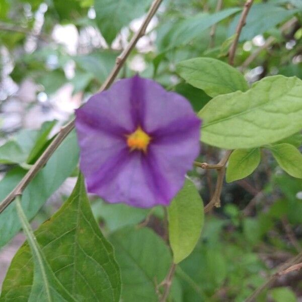 Solanum laciniatum 花