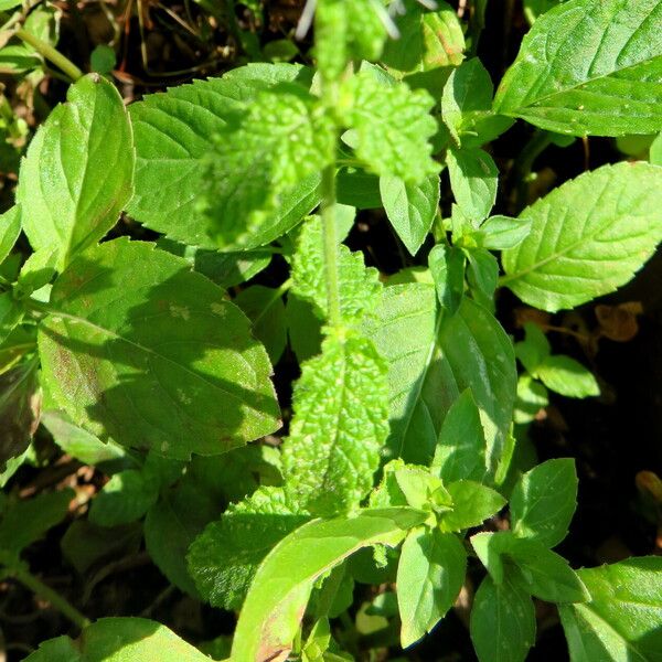 Mentha × rotundifolia Blad