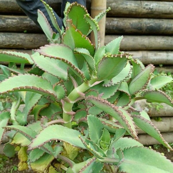 Kalanchoe laetivirens Folio