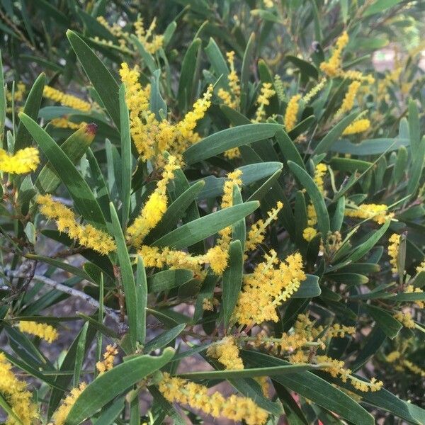 Acacia spirorbis Flower