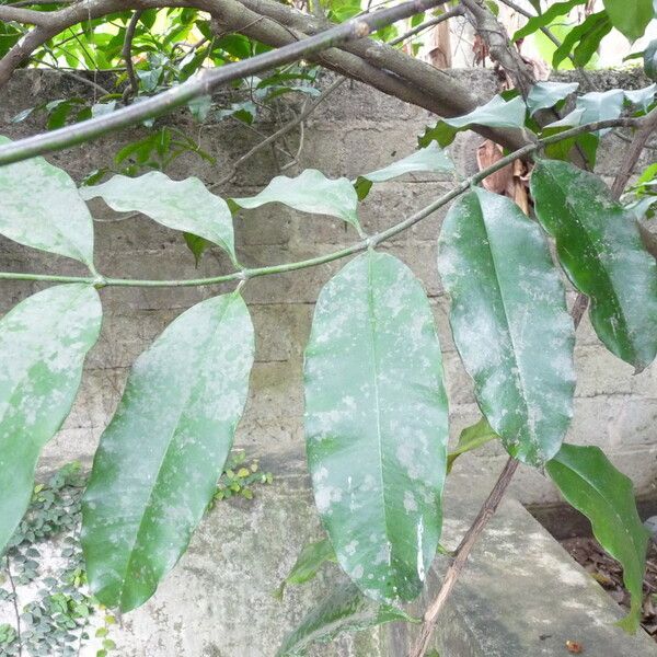 Picralima nitida Leaf