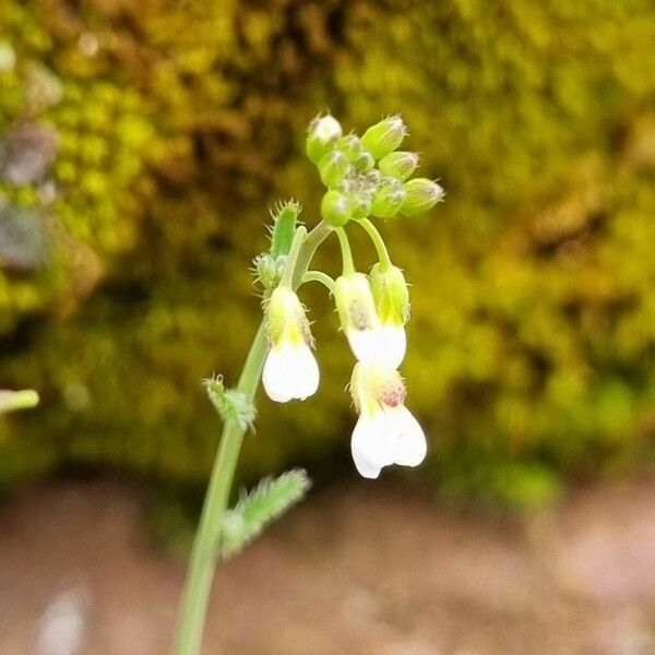 Arabidopsis thaliana Blodyn