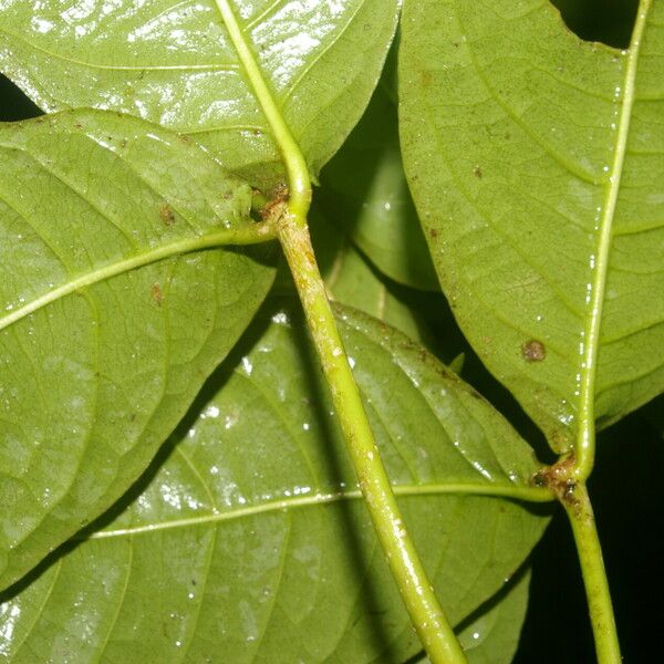 Rudgea cornifolia ഇല