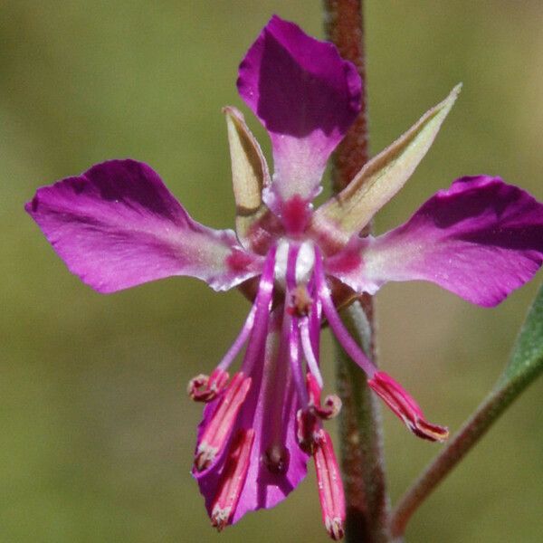 Clarkia rhomboidea Blomst