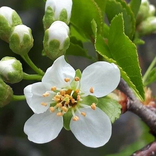 Prunus mahaleb Цветок