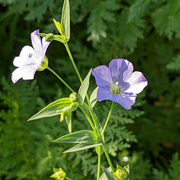 Linum bienne Blomma