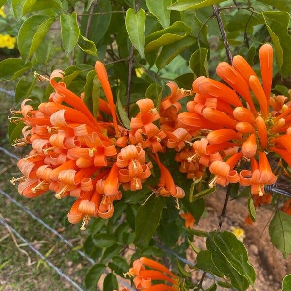 Pyrostegia venusta Flors