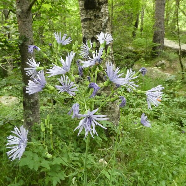 Cicerbita alpina Flower