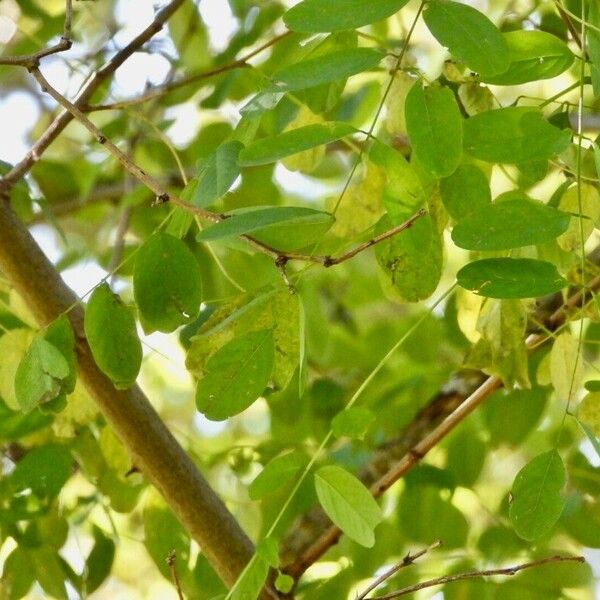 Gleditsia aquatica Leaf