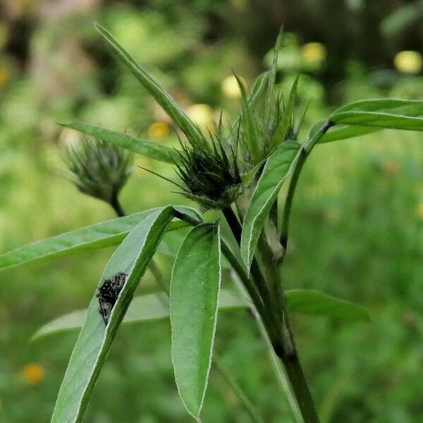 Bituminaria bituminosa Leaf