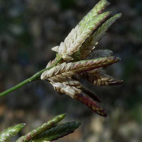 Eragrostis cilianensis Corteza