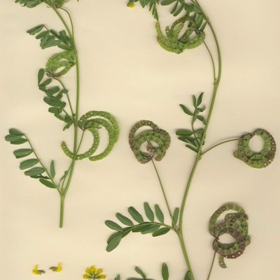 Hippocrepis multisiliquosa Habitat