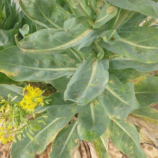 Isatis tinctoria Blatt