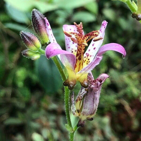 Tricyrtis formosana 花