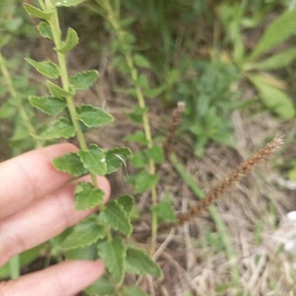 Chromolaena hirsuta Leaf