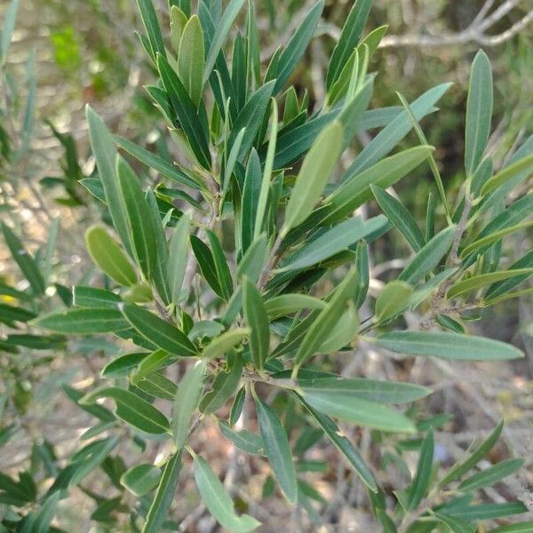 Phillyrea angustifolia पत्ता