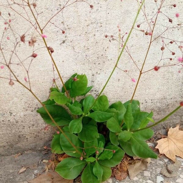 Talinum paniculatum Hoja