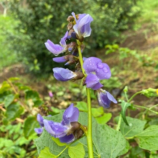 Pachyrhizus erosus Flor