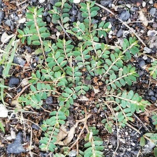 Euphorbia prostrata Habitus