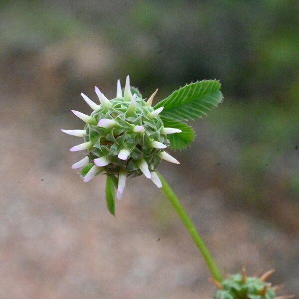 Trifolium glomeratum Flower