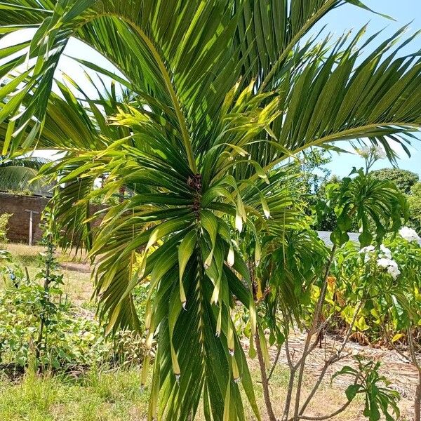 Areca catechu Blatt