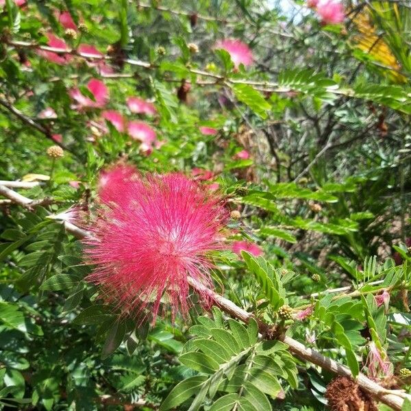 Calliandra surinamensis Flower