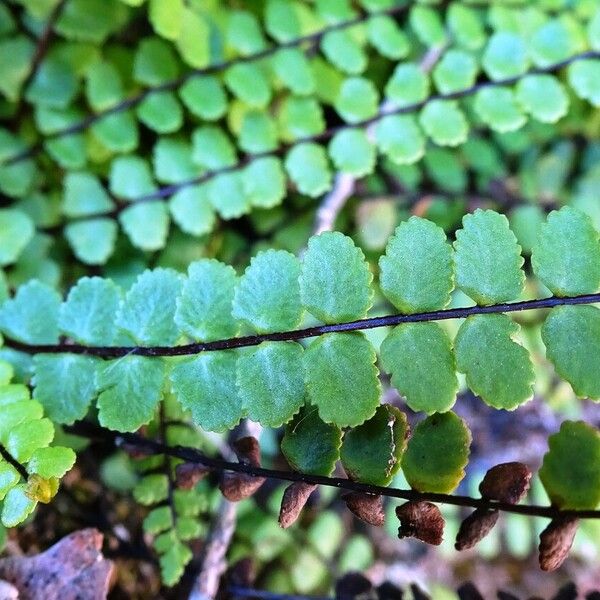 Asplenium trichomanes 叶