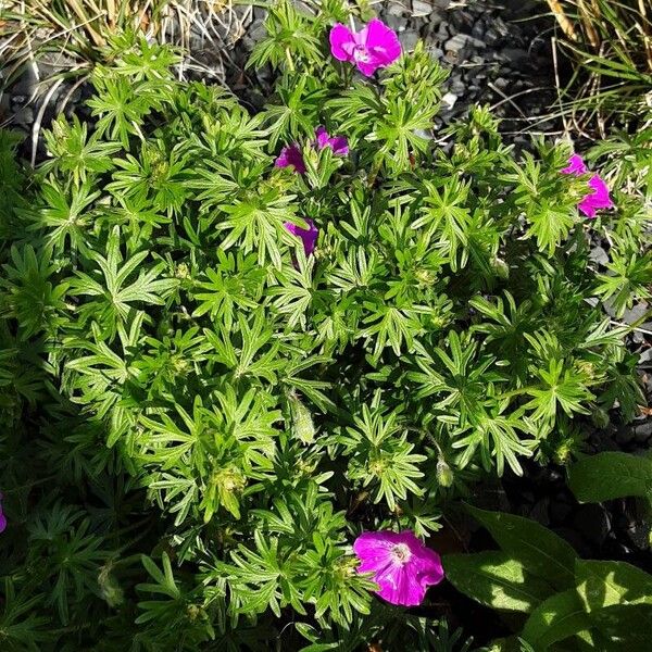 Geranium sanguineum 整株植物