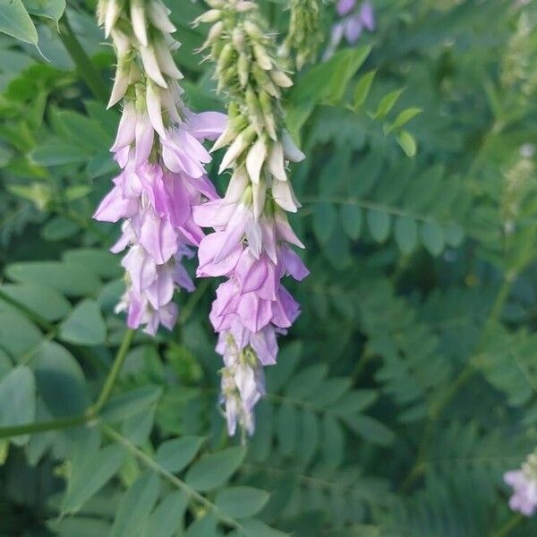 Glycyrrhiza glabra Bloem