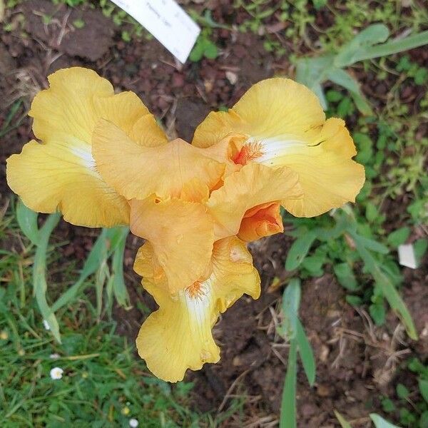 Iris barbatula Flor