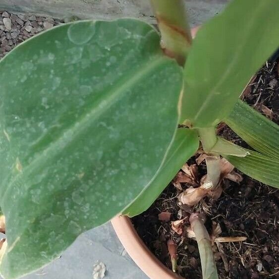 Hedychium flavum Folio