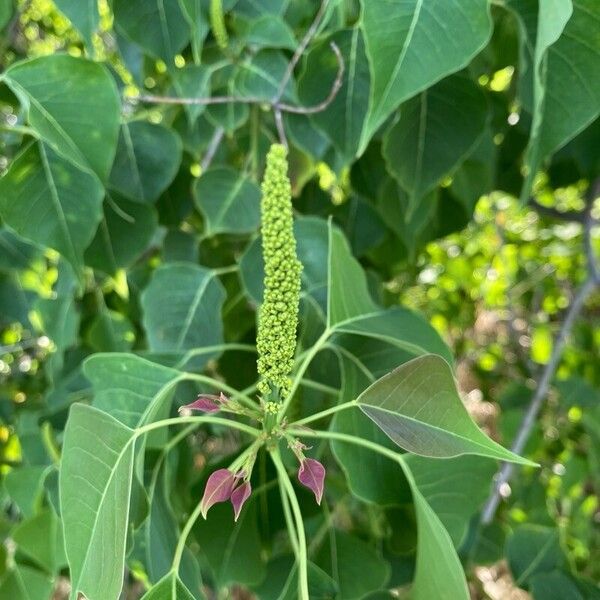 Triadica sebifera Flower