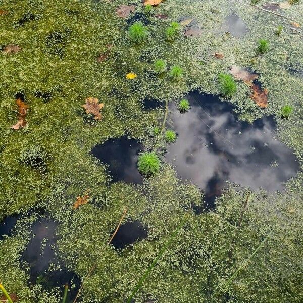 Myriophyllum aquaticum आदत