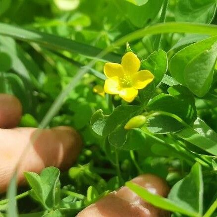 Oxalis stricta Žiedas