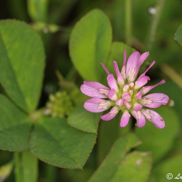 Trifolium tomentosum 花