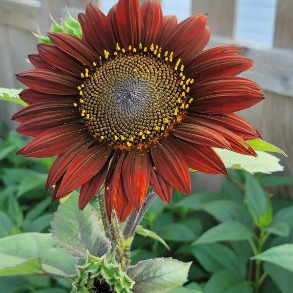 Helianthus giganteus പുഷ്പം