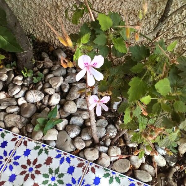 Pelargonium betulinum Lapas