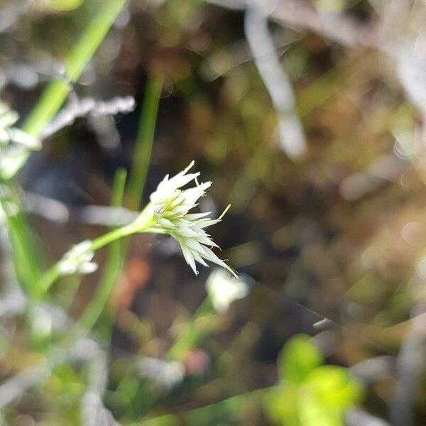 Rhynchospora alba Квітка