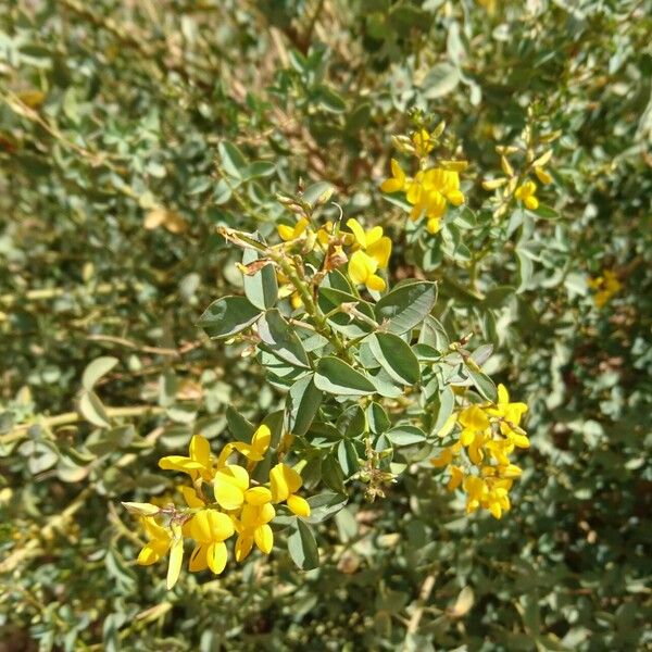 Adenocarpus anagyrifolius Fleur